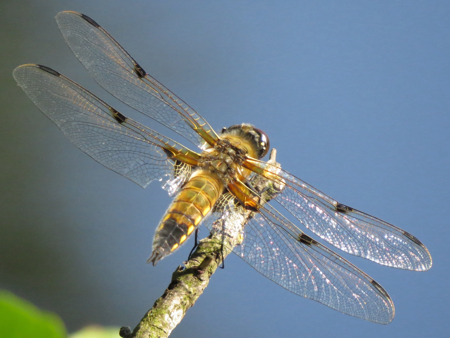 Libelle am See