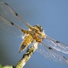 Libelle am See