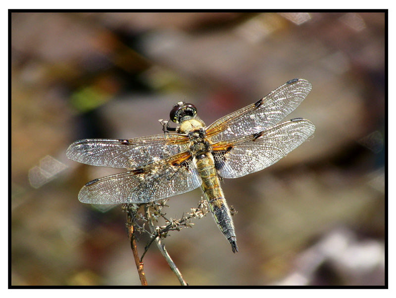 Libelle am See