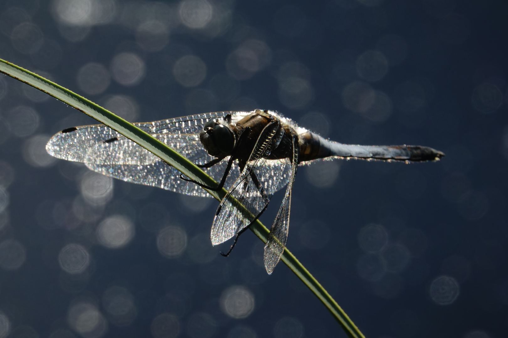 Libelle am See.