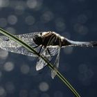 Libelle am See.