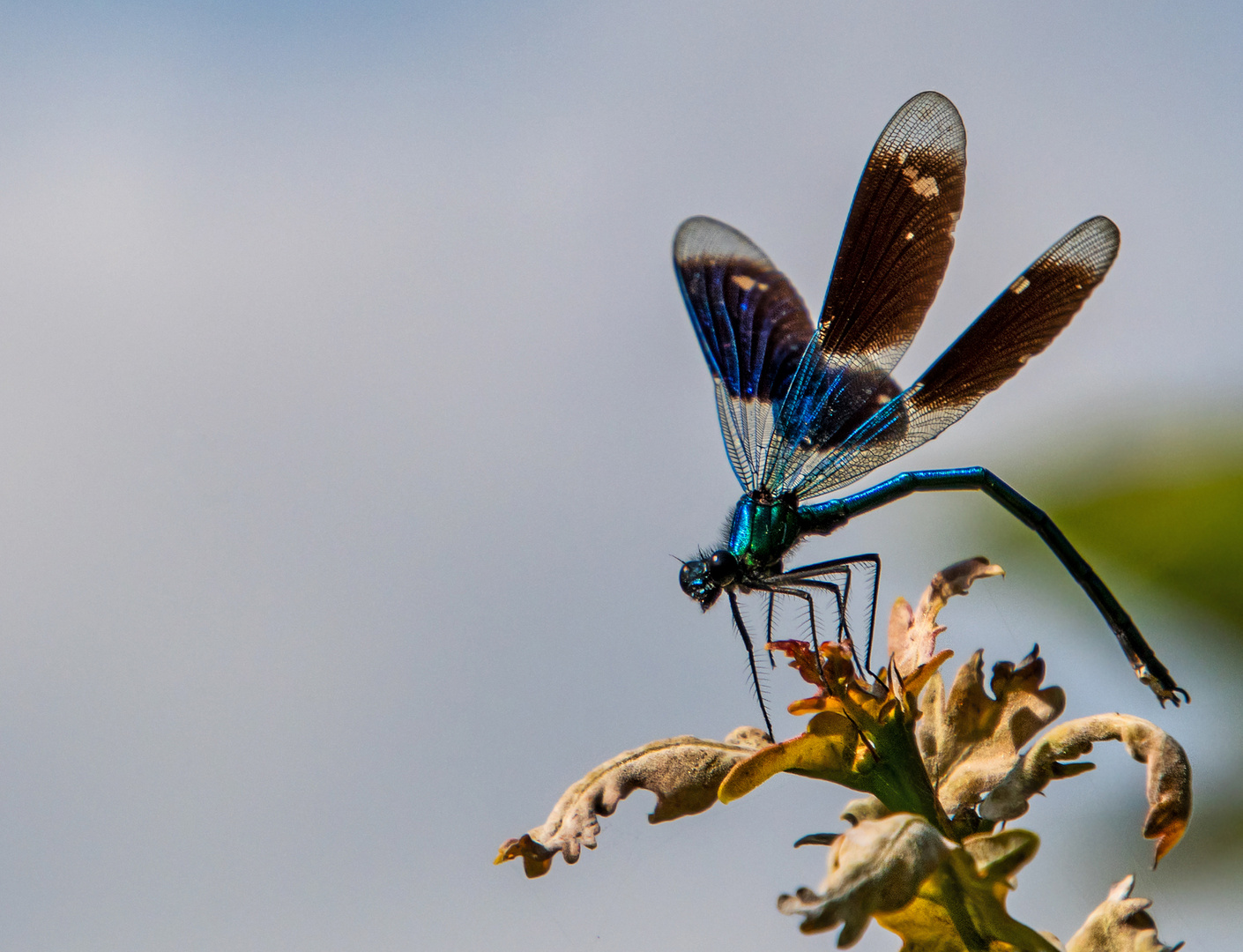 Libelle am See