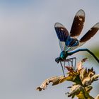 Libelle am See