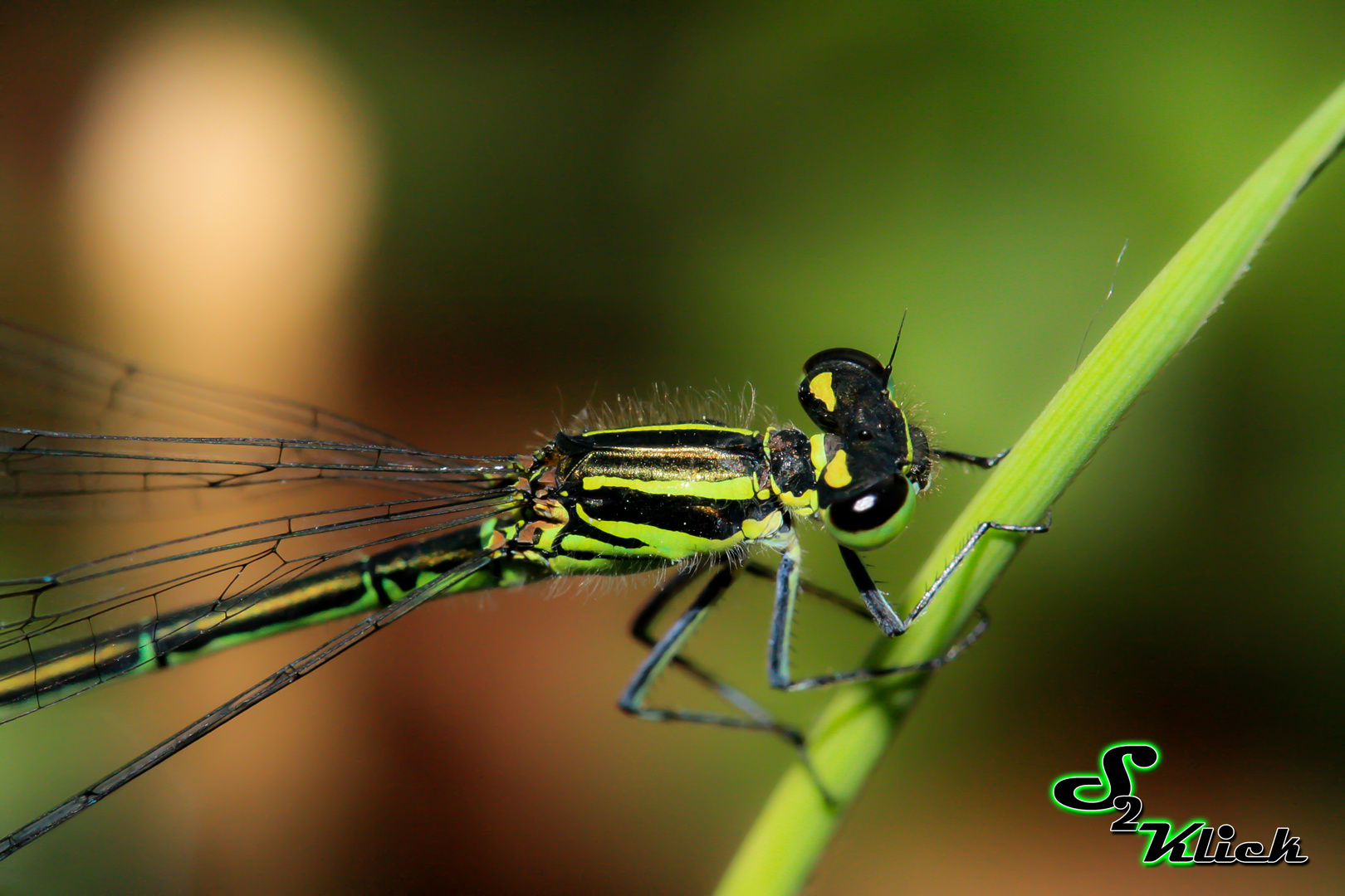 Libelle am See