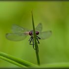 Libelle am See