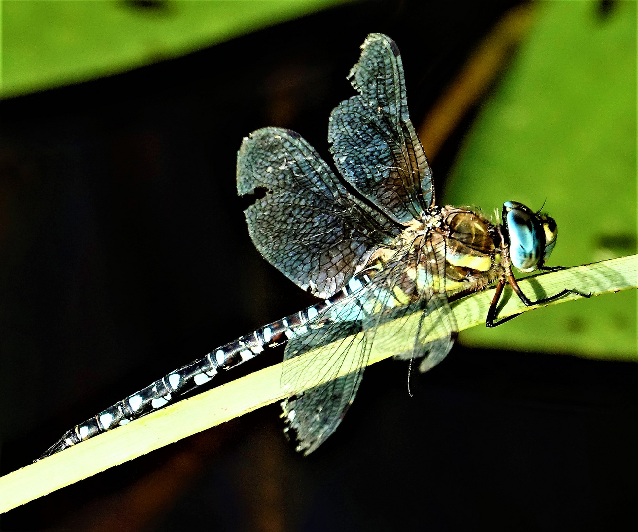 Libelle am See.