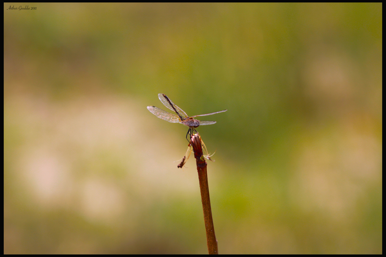 Libelle am See