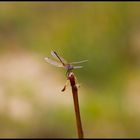 Libelle am See