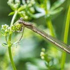 Libelle am See