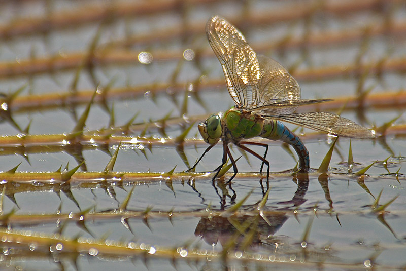 Libelle am Seerosenteich