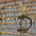 Libelle am Seerosenteich