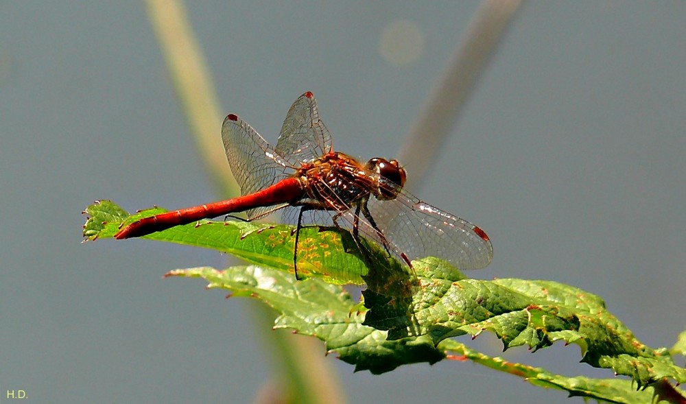 Libelle am Seerosenteich