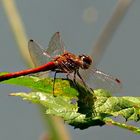 Libelle am Seerosenteich