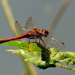 Libelle am Seerosenteich