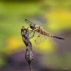 Libelle am Seerosenteich