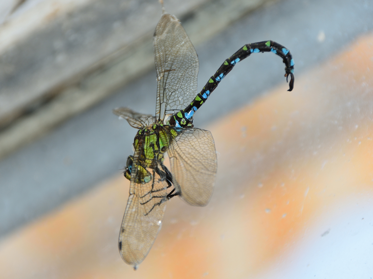 Libelle am seidenen Faden