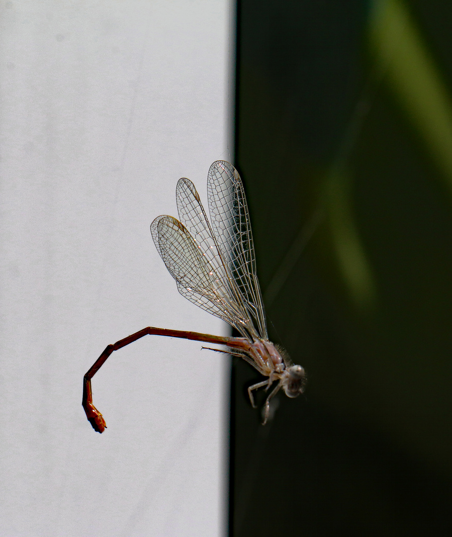 Libelle am seidenen (Spinnen-) Faden