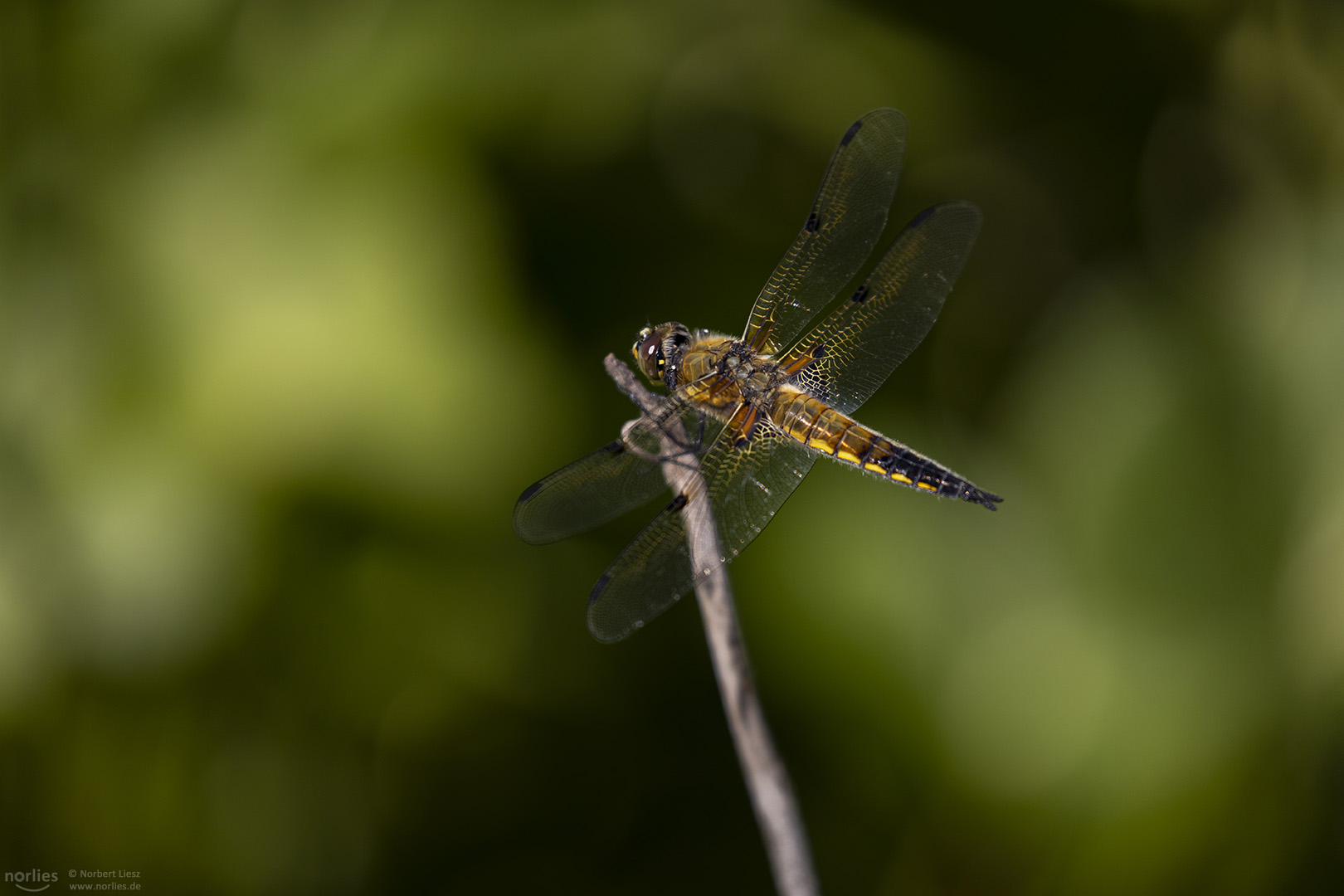 Libelle am Sitzplatz