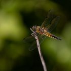 Libelle am Sitzplatz