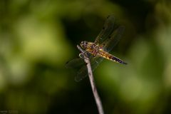 Libelle am Sitzplatz