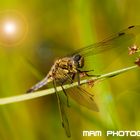 Libelle am Sommermorgen