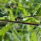 Libelle am Sonnen