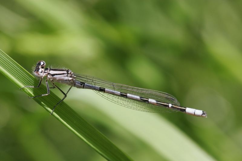 Libelle am sonnen