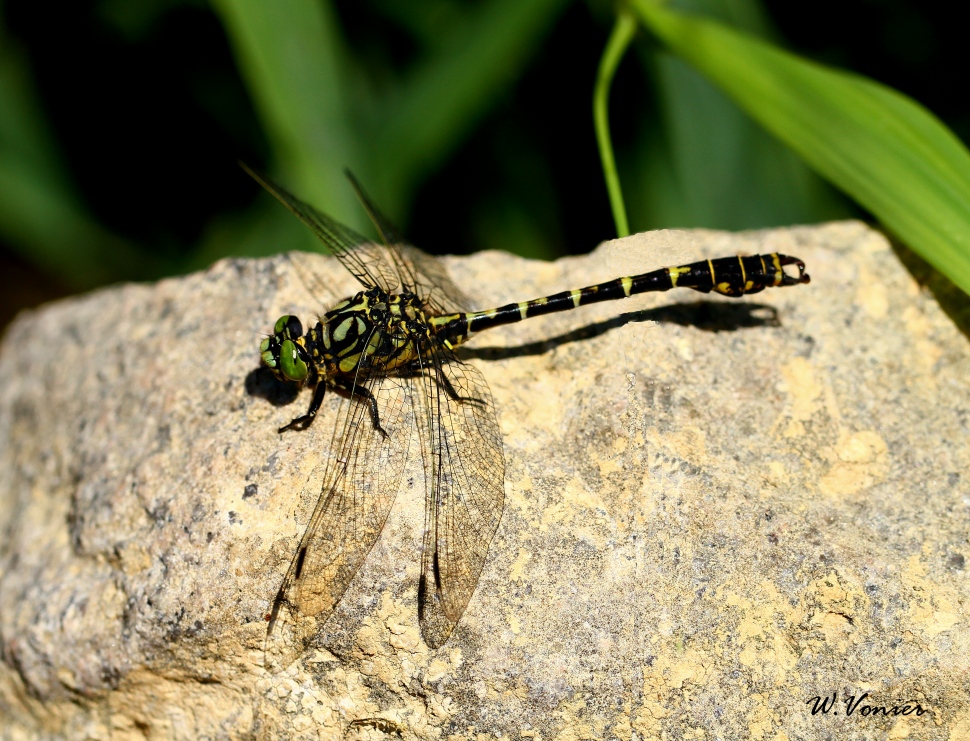 Libelle am Sonnenbaden