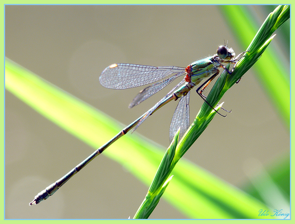 Libelle am Sonntagnachmittag