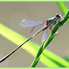 Libelle am Sonntagnachmittag