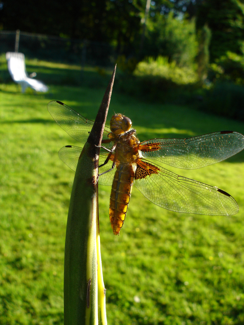 Libelle am Stachel