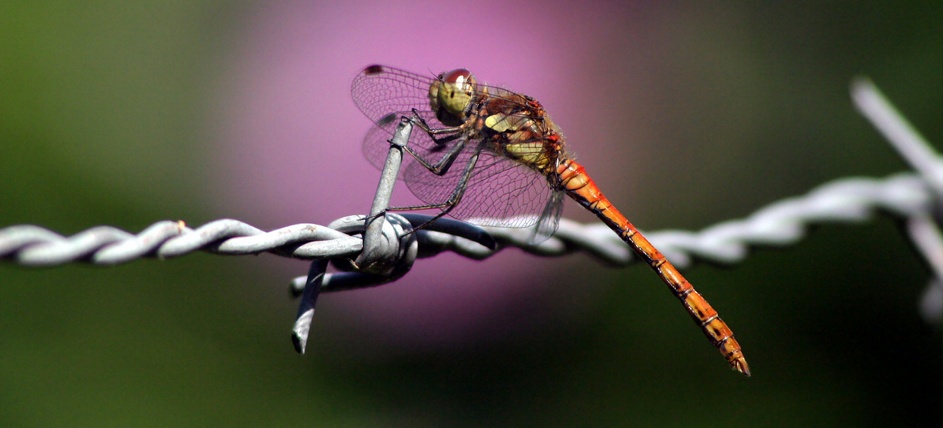 Libelle am Stacheldraht