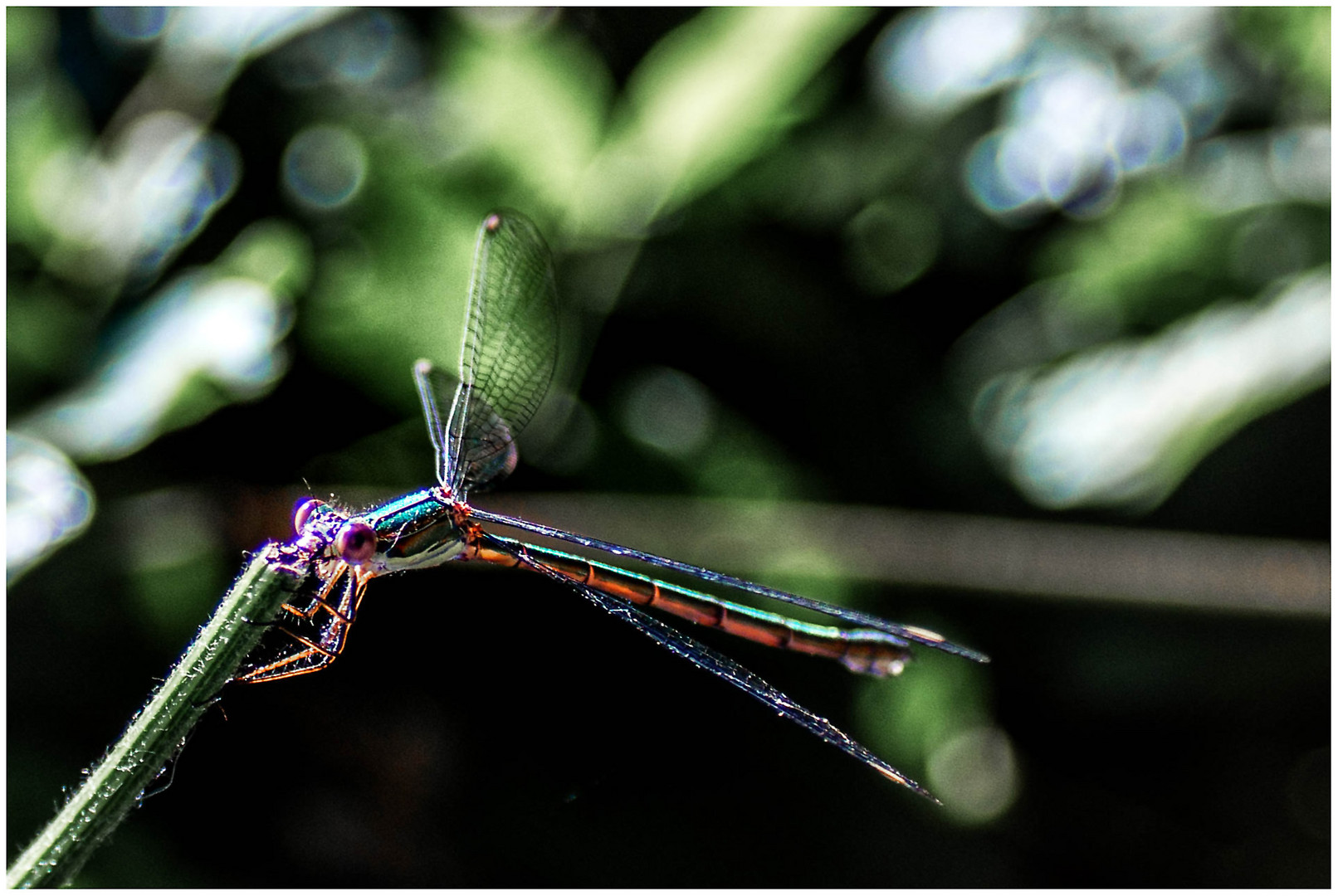 Libelle am Stängel ...