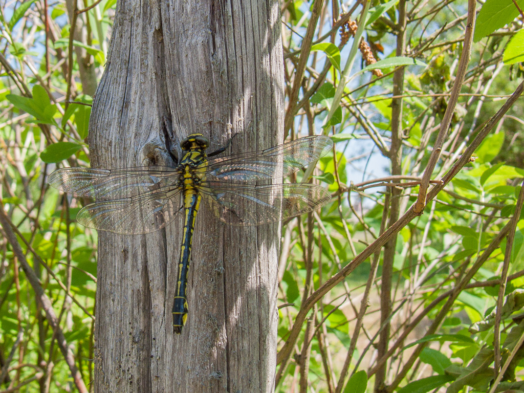 Libelle am Staketzaun