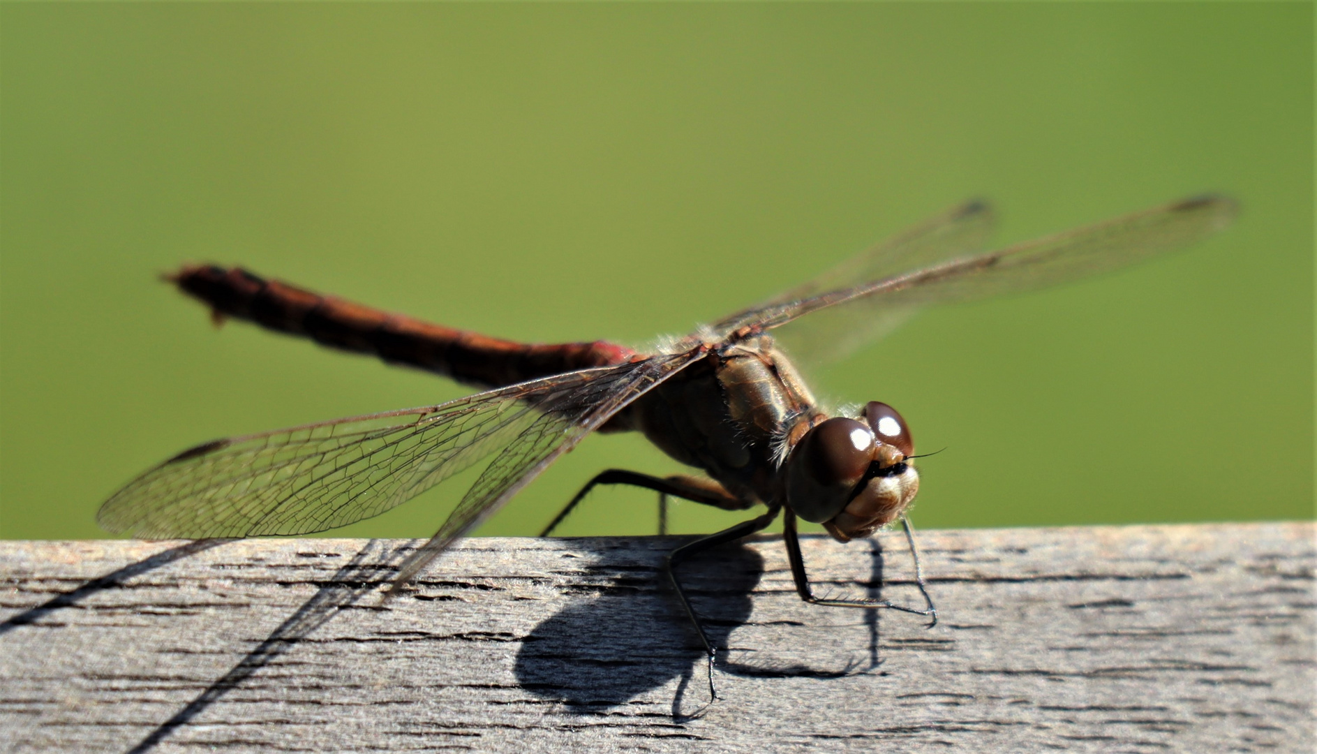 Libelle am Start