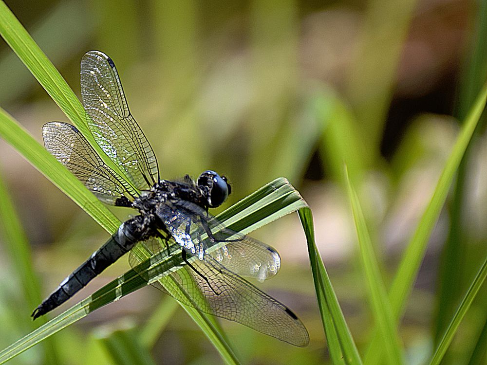 Libelle am Stechlinsee