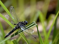 Libelle am Stechlinsee