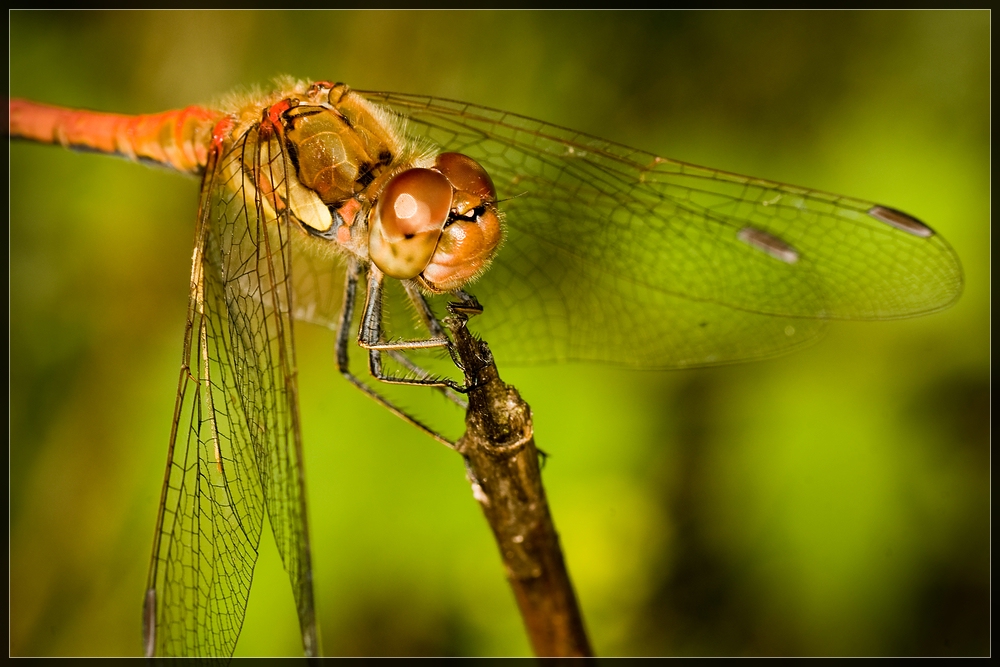 Libelle am Stock