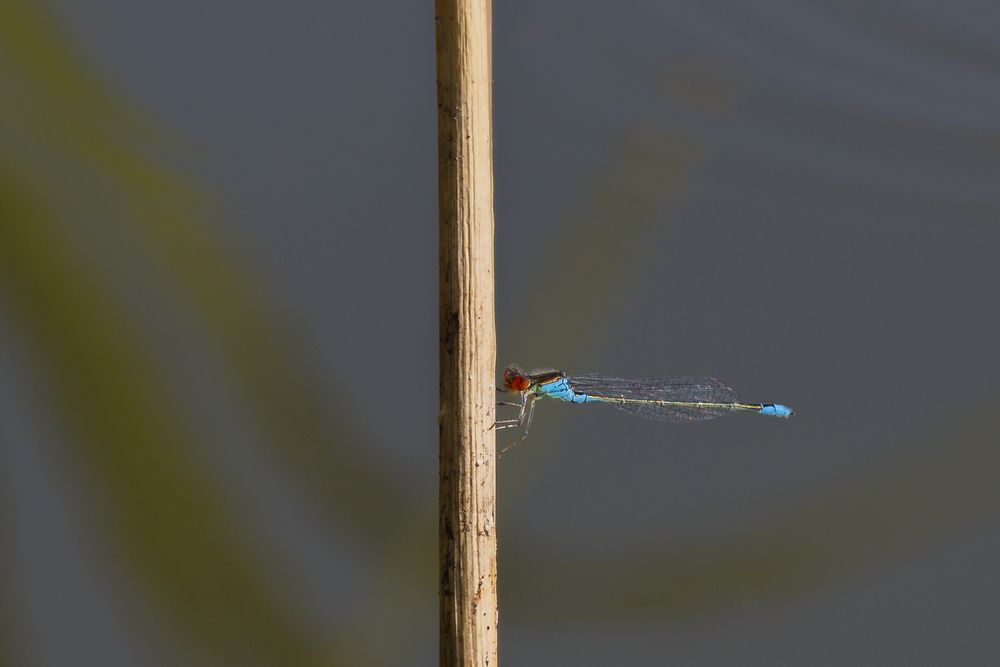 Libelle am Stockweiher