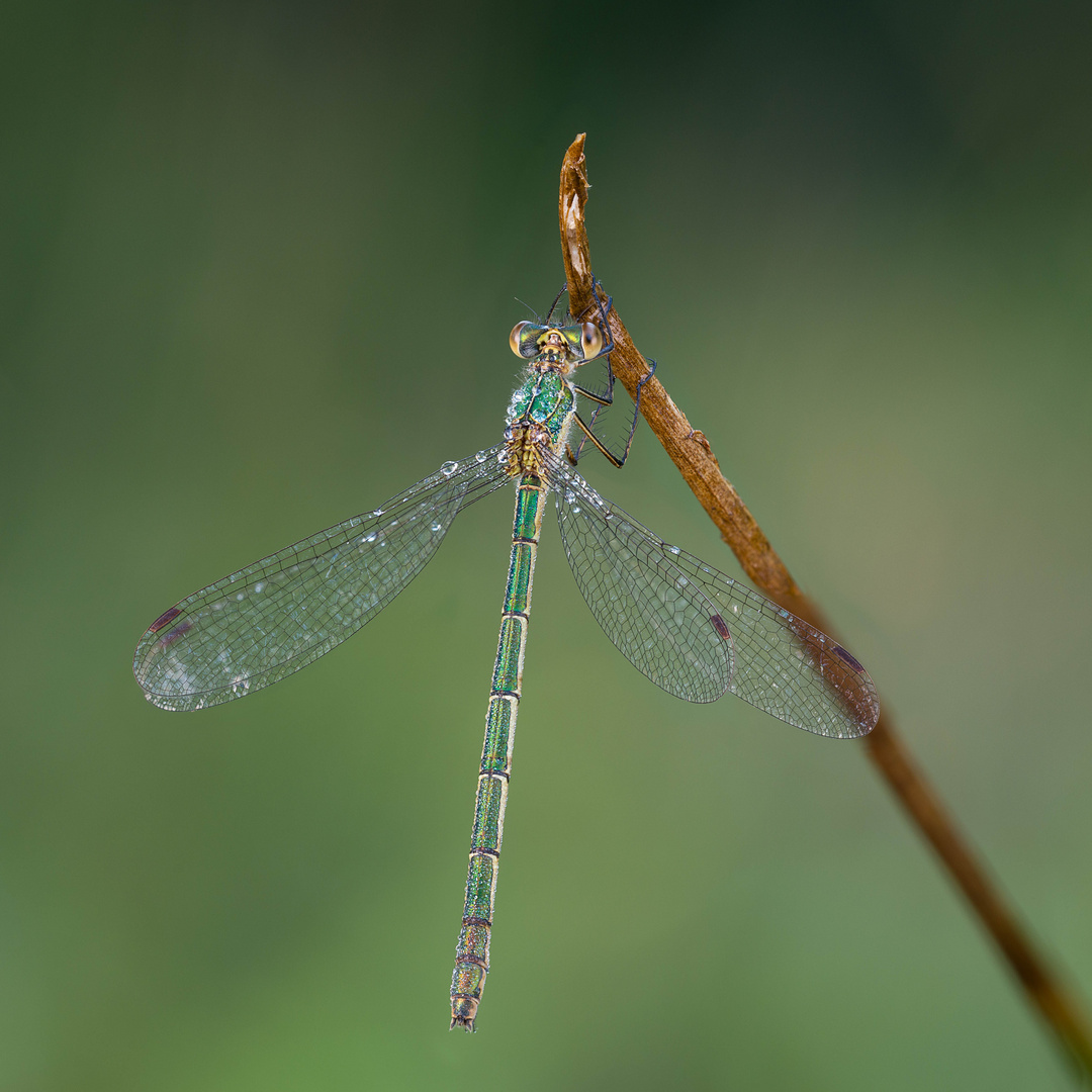 Libelle am Stöckchen 