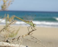 Libelle am Strand