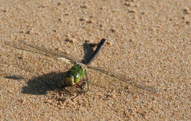 Libelle am Strand