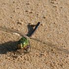 Libelle am Strand