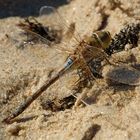 Libelle am Strand