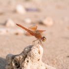 Libelle am Strand