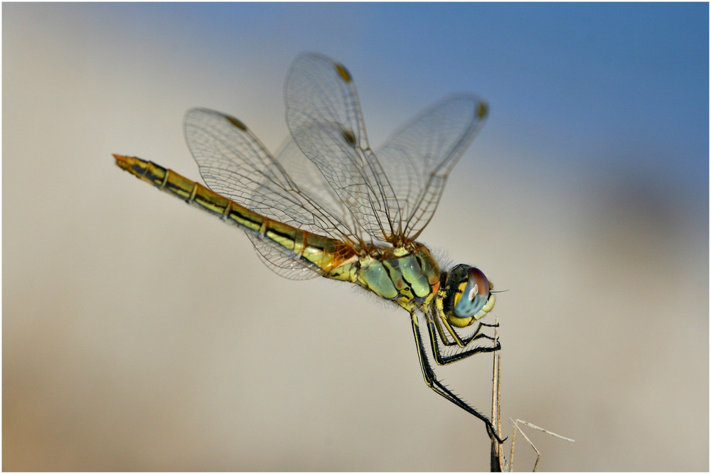 Libelle am Strand von Sardinien