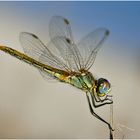 Libelle am Strand von Sardinien