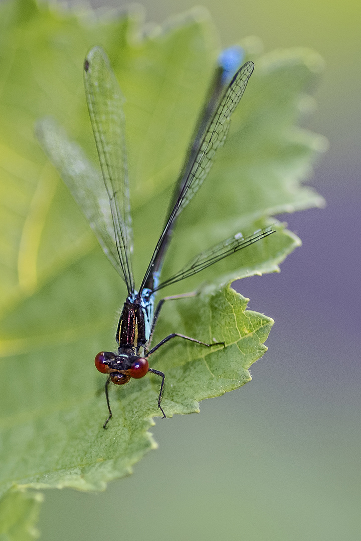 Libelle am Talauesee