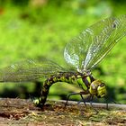 Libelle am Teich