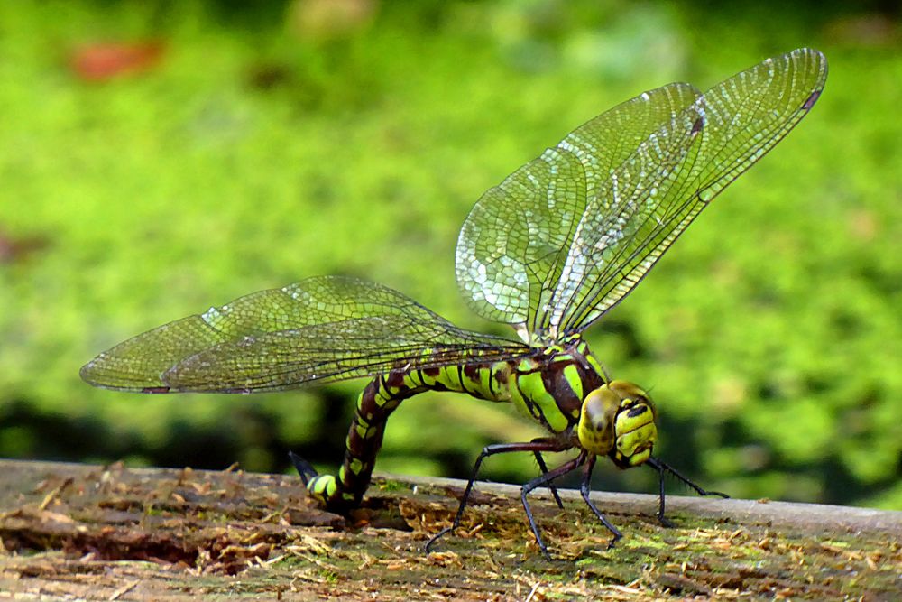 Libelle am Teich